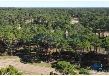 3010 - Lote en Bosques